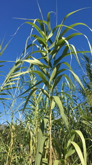 Arundo donax