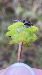 Silphium confertifolium