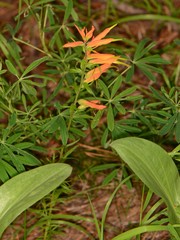 Castilleja patriotica