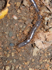 Gymnophiona