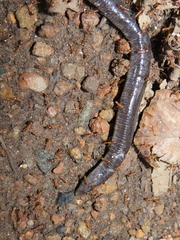 Gymnophiona