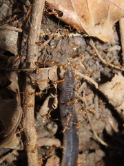 Gymnophiona
