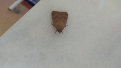 Noctua comes