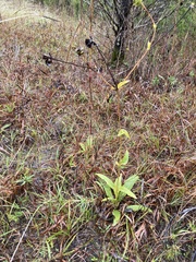 Silphium confertifolium
