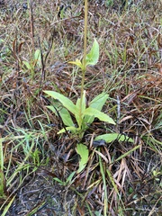 Silphium confertifolium