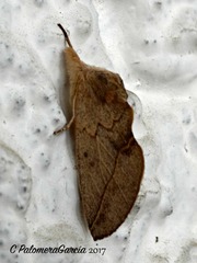Hemiceratinae
