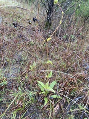 Silphium confertifolium