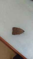 Noctua comes