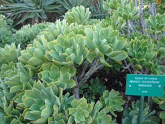 Aeonium lancerottense
