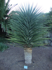 Dracaena tamaranae