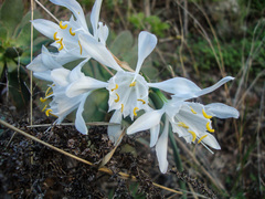 Pancratium canariense