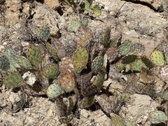 Opuntia dulcis