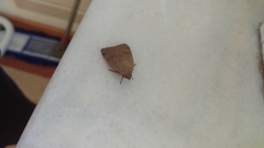 Noctua comes