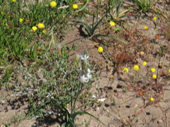 Chlorophytum triflorum