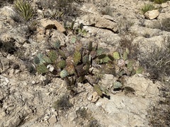 Opuntia dulcis