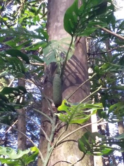 Monstera siltepecana
