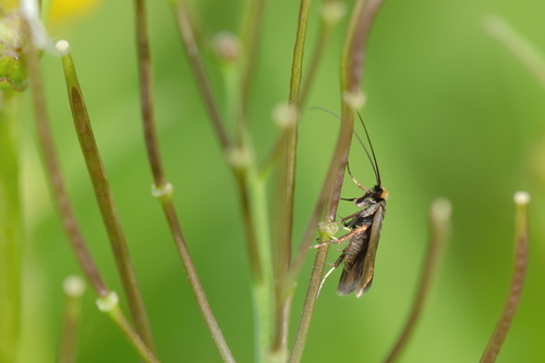 Cauchas rufimitrella