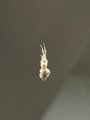 Uloborus plumipes