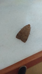 Noctua comes