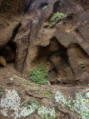 Camptoloma canariense