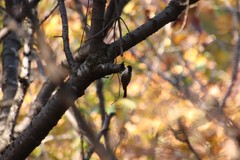 Poecile palustris