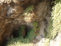 Camptoloma canariense