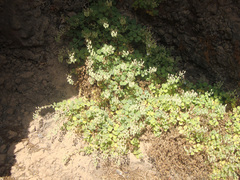 Camptoloma canariense
