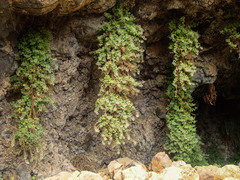 Camptoloma canariense