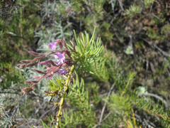 Campylanthus salsoloides