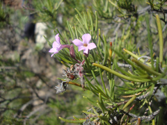 Campylanthus salsoloides
