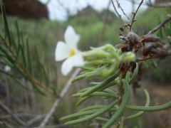 Campylanthus salsoloides