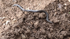 Uropeltidae