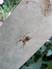Alpaida veniliae
