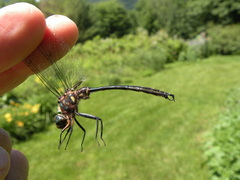 Somatochlora tenebrosa