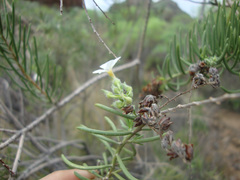 Campylanthus salsoloides