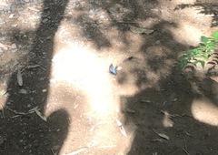 Papilio memnon