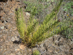 Campylanthus salsoloides