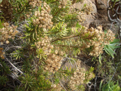 Allagopappus canariensis