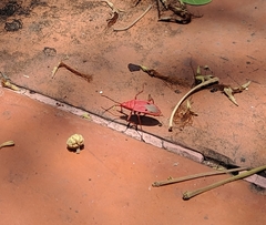 Probergrothius nigricornis