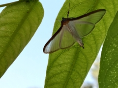 Cydalima laticostalis