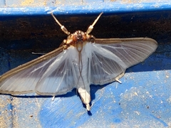 Cydalima laticostalis