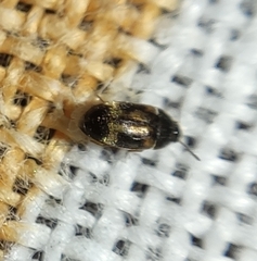 Litargus balteatus