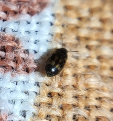 Litargus balteatus