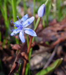 Scilla vindobonensis