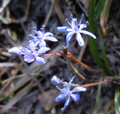 Scilla vindobonensis