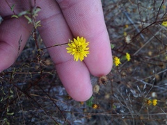 Lessingia pectinata pectinata