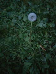 Taraxacum officinale