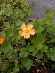 Modiolastrum malvifolium