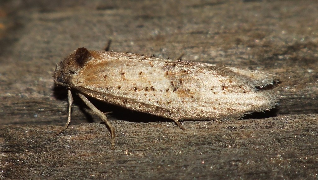 Oporopsamma