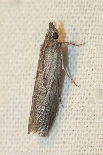 Phycide précoce